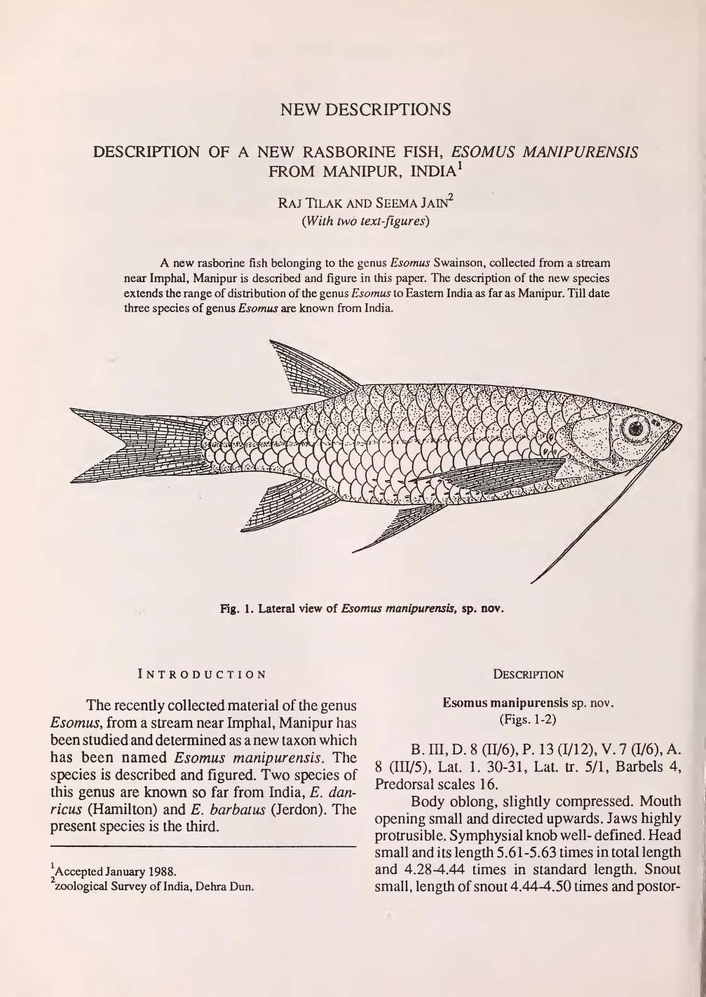 Description of a new rasborine fish, Esomus manipurensis from Manipur,  India : Raj Tilak : Free Download, Borrow, and Streaming : Internet Archive